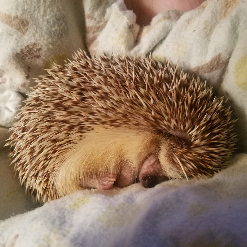 Meet your Posher, Rori